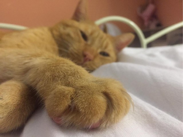Даёшь котов в этот вторник!