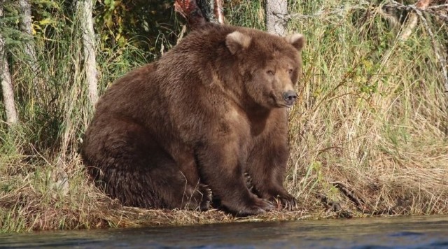 Как не огрести от медведя: 5 основных правил