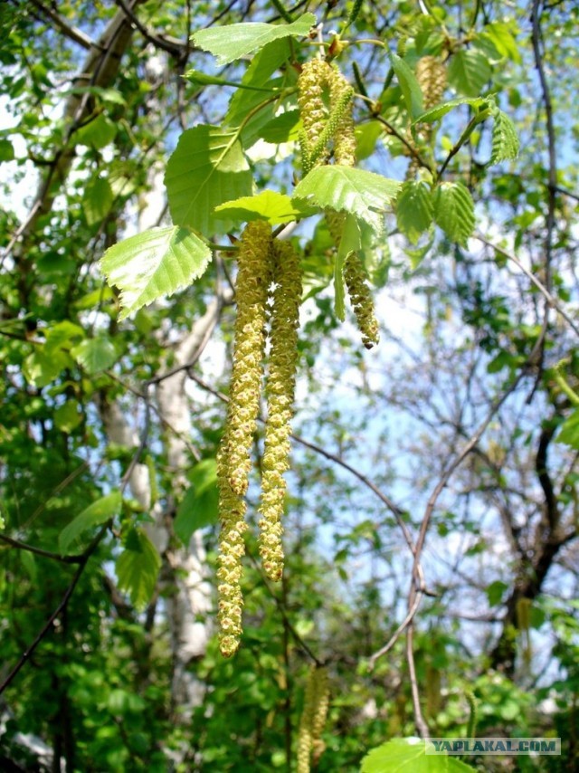 Мыльница