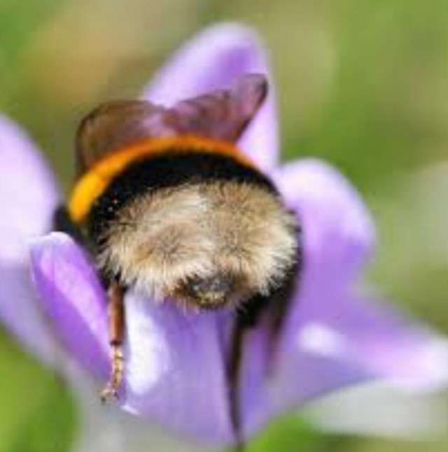 Медвежья пяточка