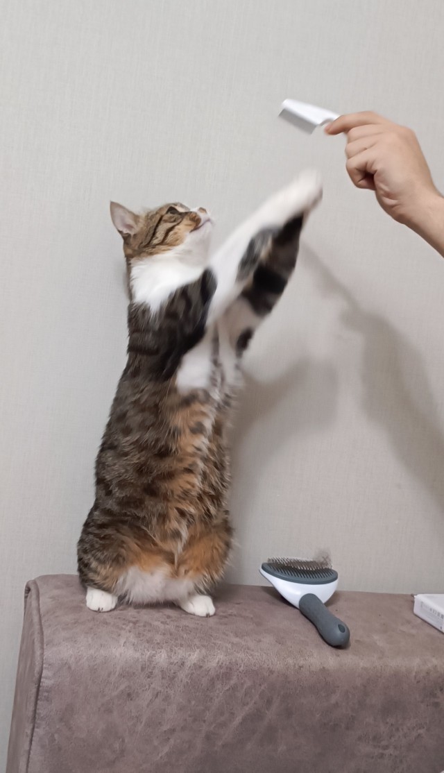 Котовторник в картинках