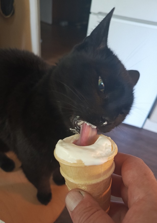 Мы с котом вдвоём