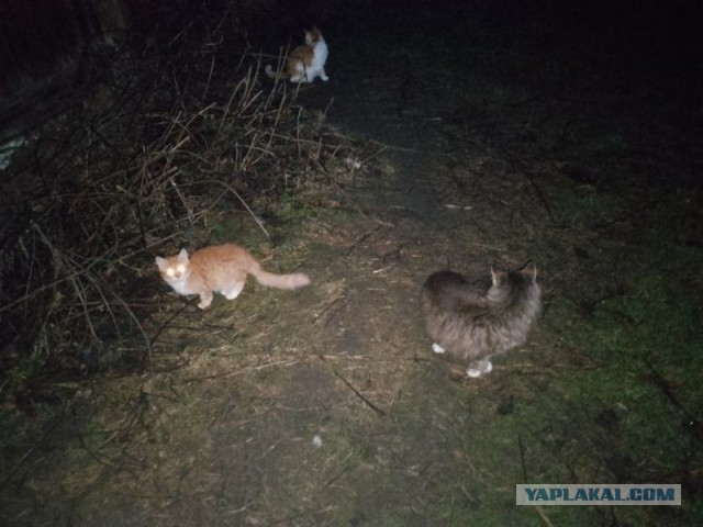 Жизнь домашнего приюта для котеек 529