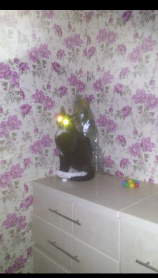 12 самых смешных котов в истории комического конкурса Comedy Pet Photography Awards