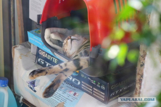 О бенгальских котах на наглядном примере