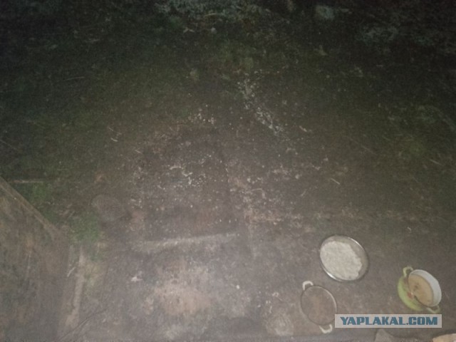 Жизнь домашнего приюта для котеек 536