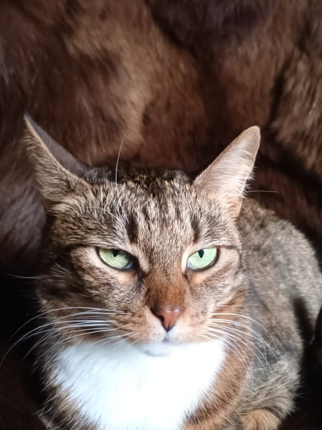 Котовторник продолжается