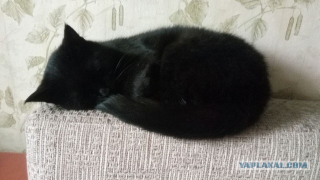 Котовторник