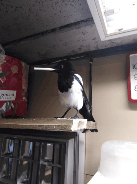 Ну и как такую ругать?