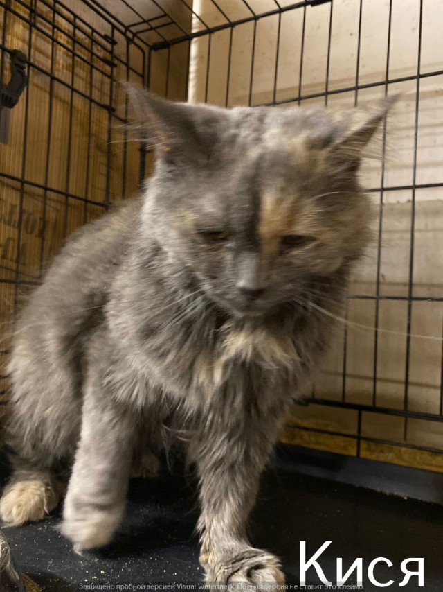 Жизнь домашнего приюта "Котоленд" 520