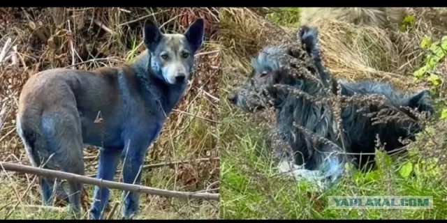 Тайна синей шерсти собак раскрыта: ученый объяснил, как в Чернобыле появились «мутанты»