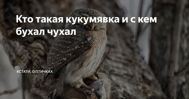 Совы и сычи, к вашему вниманию.