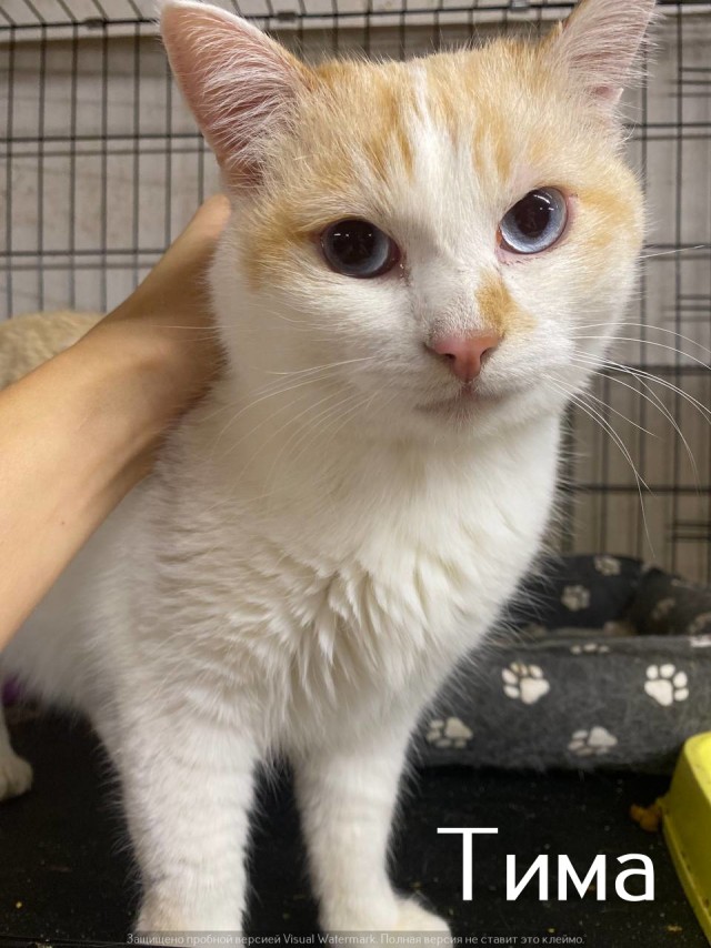Жизнь домашнего приюта "Котоленд" 524. Нам сегодня 10 лет!