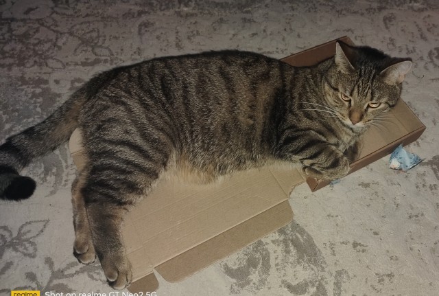 Котовторник,  кот Марс.