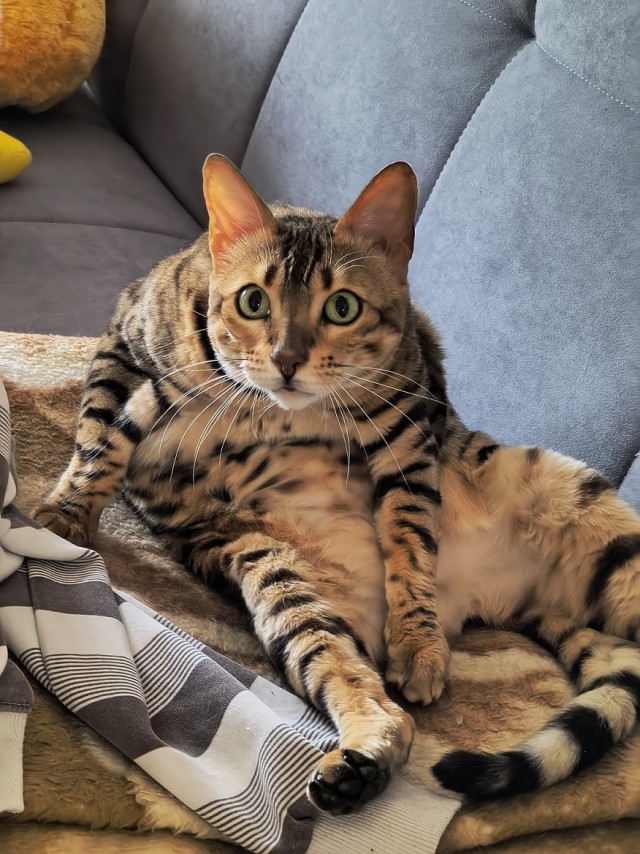 Наши коты