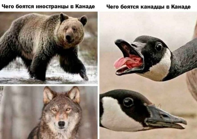 А ну угомонитесь, проказники!