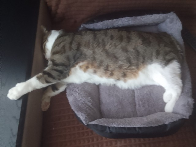 Котовторник 29.09.2026