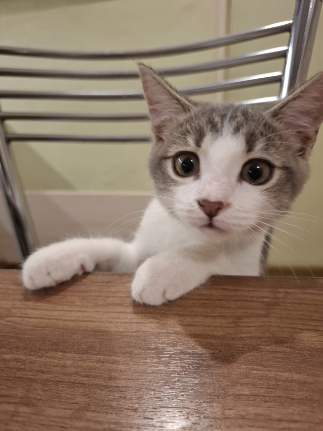 К котовторнику: знакомтесь: Сёма