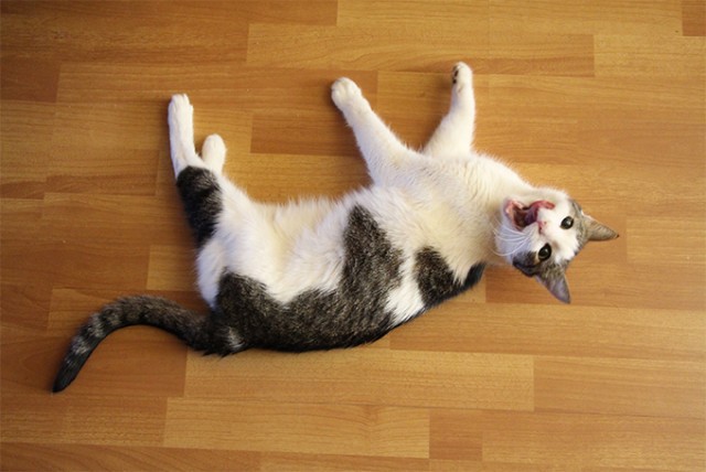Котовторник 17.09.2013