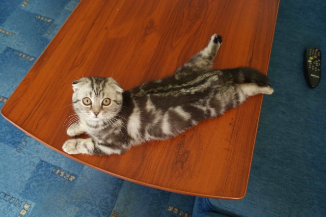 Котейка, который не знает как лежат котейки