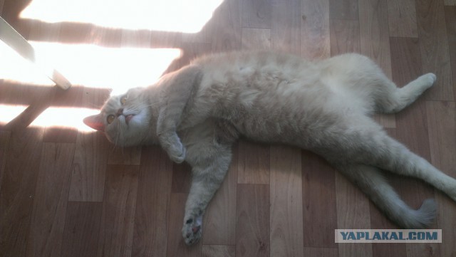 Кошка с двумя лицами