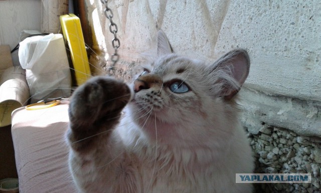 Котовторник 01.07.2014