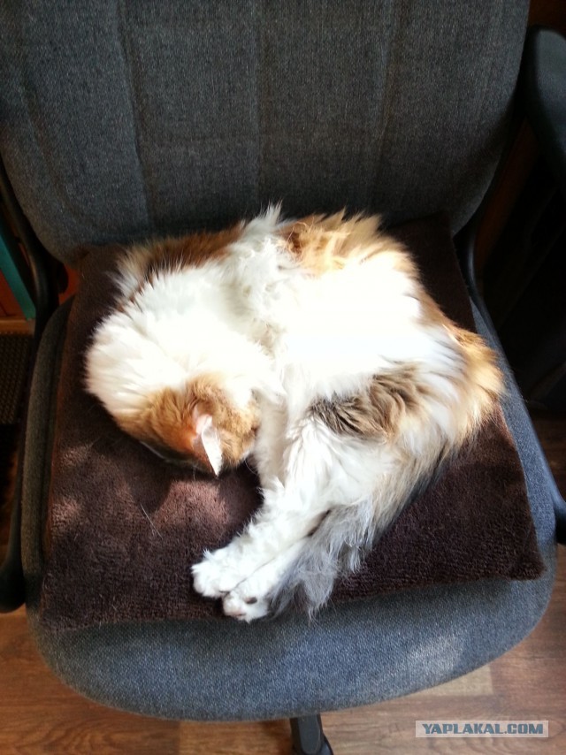 Котовторник 12.08.2014
