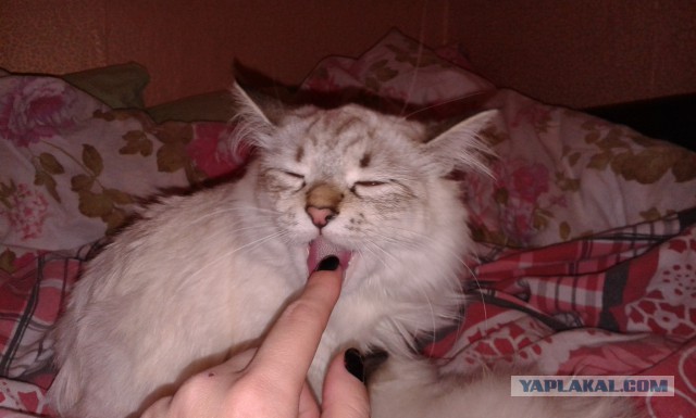 Котовторник 11.11.2014