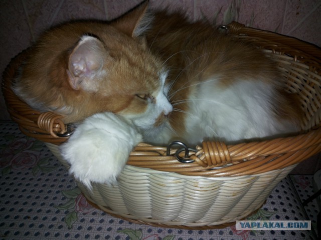 Котовторник 11.11.2014