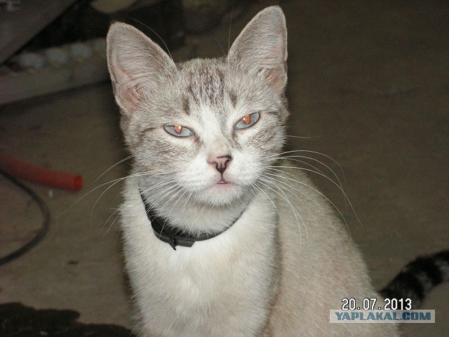 Котовторник 16.12.2014