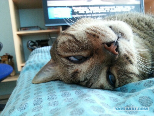 Котовоскресенье