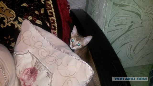 Котовторник 04.08.2015