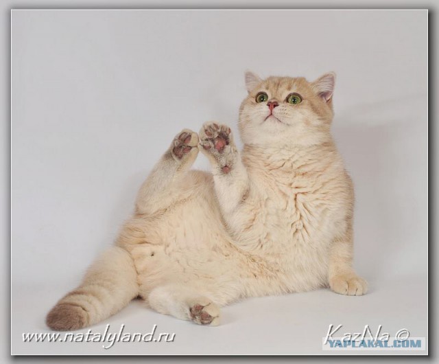 Котовторник 29-09-2015,