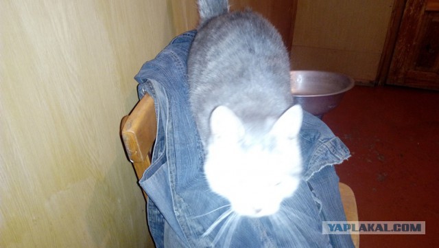 17 фотографий котов