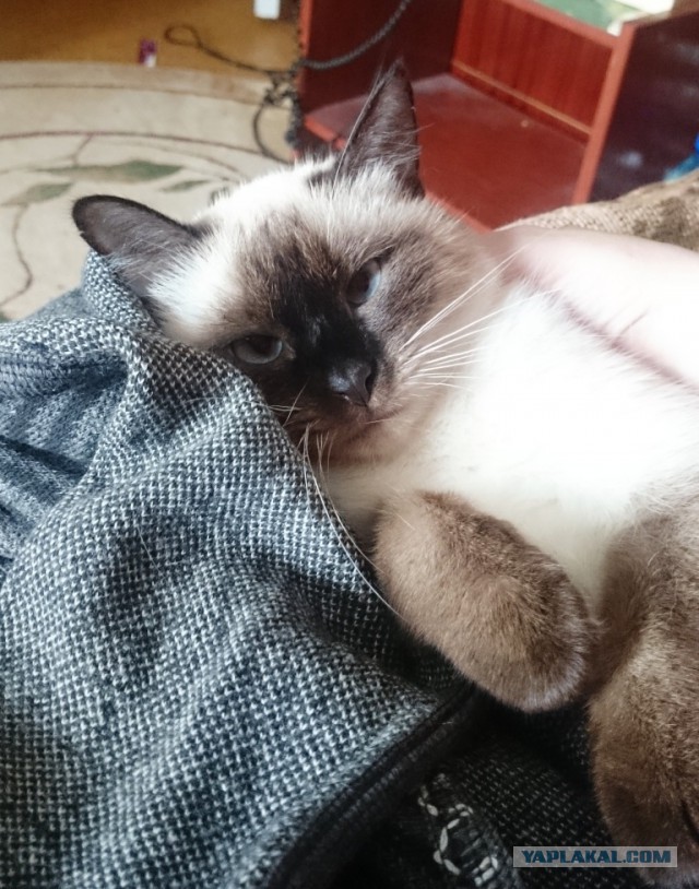 Привет кошатникам!