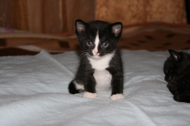 Котовторник 15.12.2015