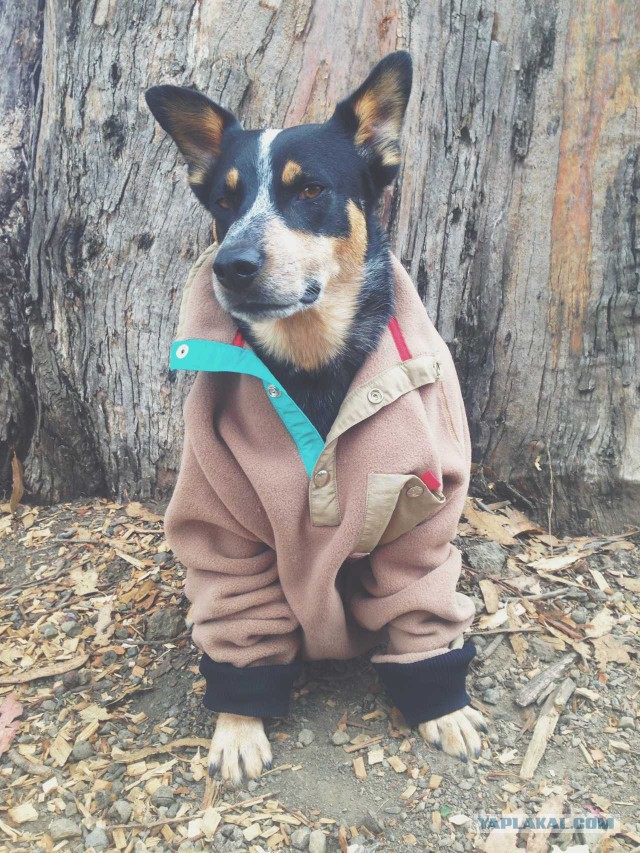 Собакочетверг