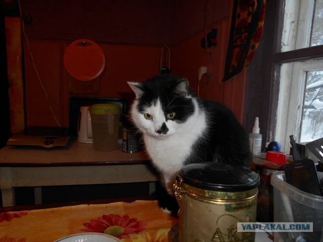 Жизнь домашнего приюта для котеек 97