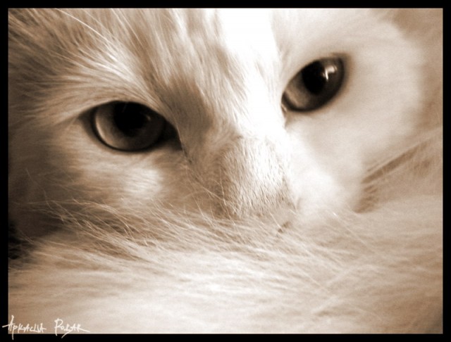 Коты, кошки, котята