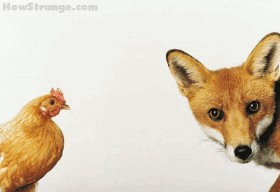 Прикольные картинки, много!
