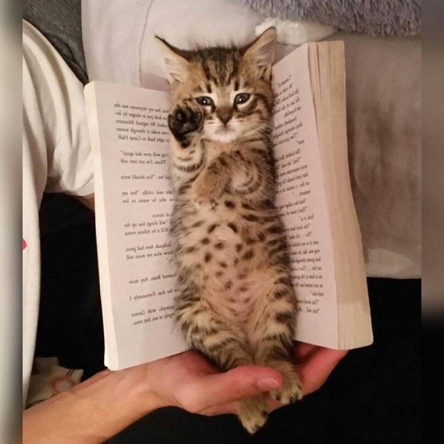 Прикольные животные