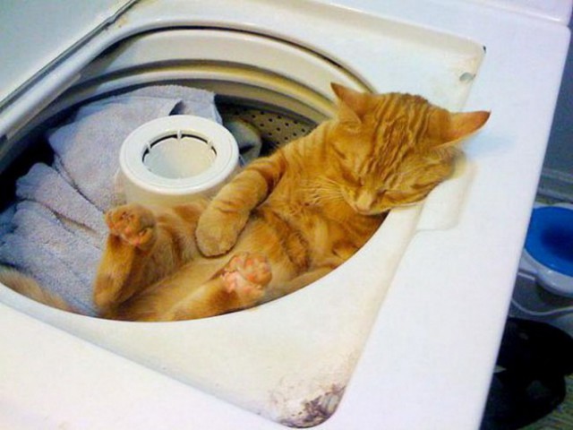 Коты и Кошки