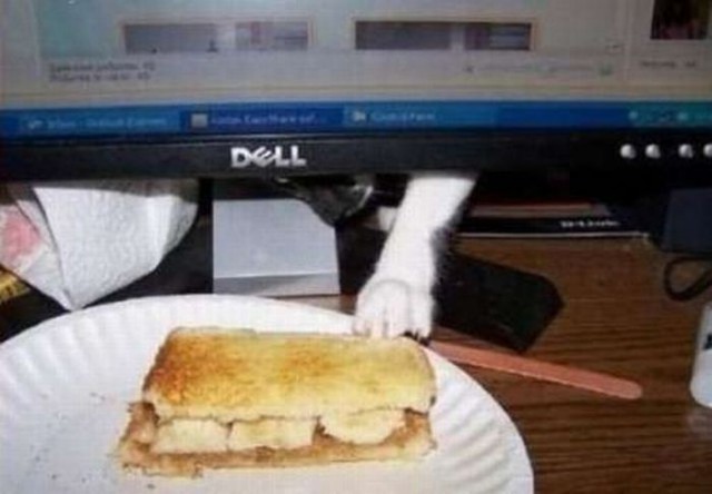 Коты и Кошки