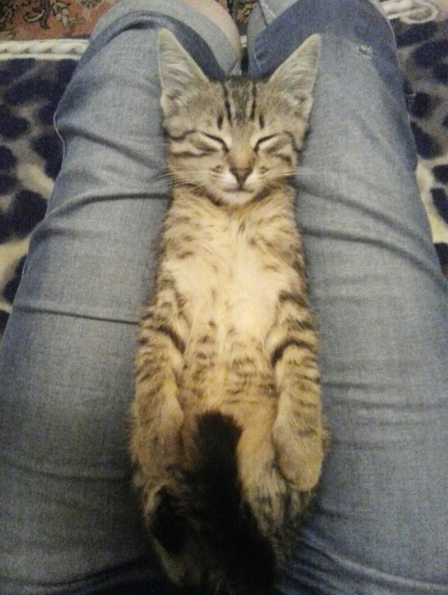 Коты и Кошки