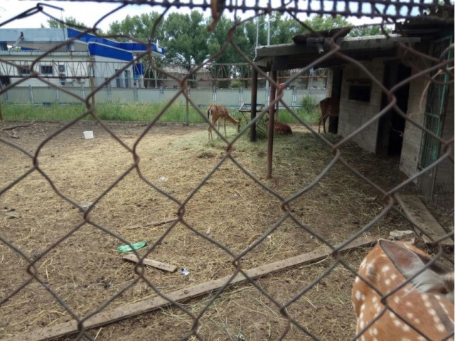 В заброшенном новошахтинском зоопарке умирает от голода десяток животных