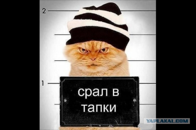 24 кота, которые подняли дерзость на новый уровень