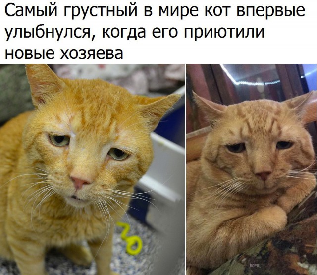 Коты и Кошки