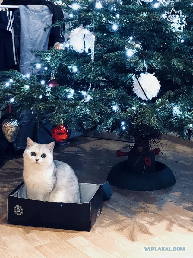 Котовторник 9.01.2018