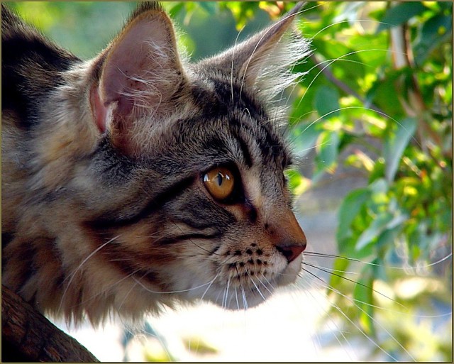 Коты на вторник на ЯПлакалъ (07.10.2008)