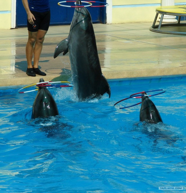 Кто в этом году не успел сходить в дельфинарий?